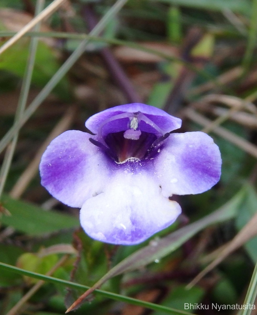 Torenia cyanea Alston